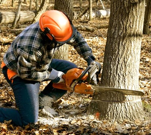 Tree Removal in Sturgeon Bay, WI
